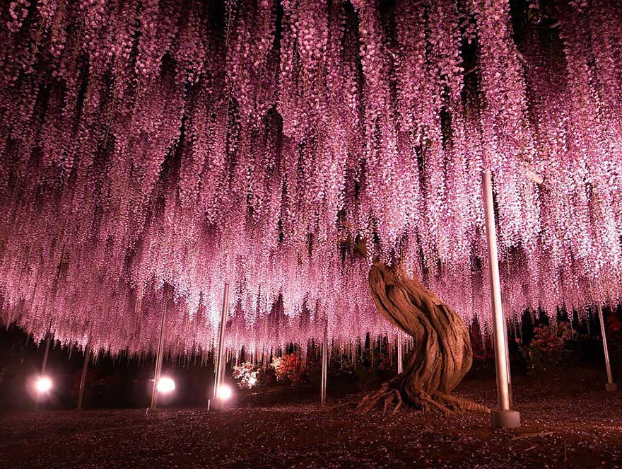 amazing-trees-2-2