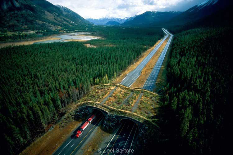 wildlife-crossings-1