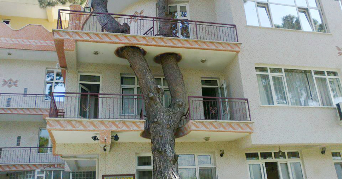 architecture-around-the-trees-fb