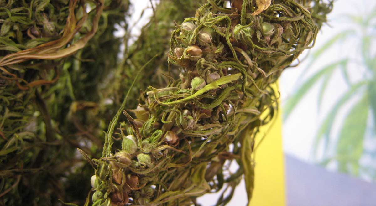 marihuana